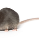 Image for article titled Do these startling longevity studies mean your lifespan could double?